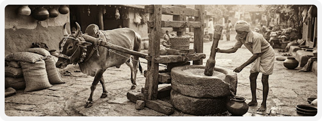 Bullock-driven traditional oil press, 1962